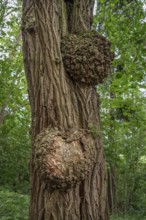 Growths on an acacia trunk (Acacia), Bavaria, Germany