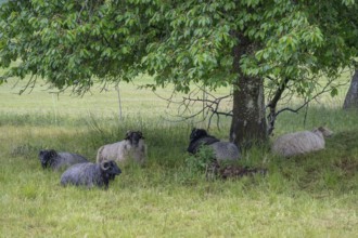 Heidschnucken (Ovis ammon f. aries), resting under a cherry tree, Franconia, Bavaria, Germany