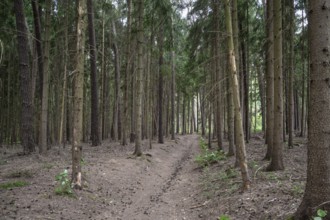 Spruce forest (Picea), Franconia, Bavaria, Germany