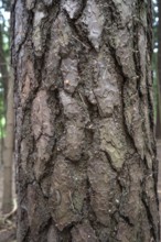 Bark of a pine tree (Pinus sylvestris), Franconia, Bavaria, Germany
