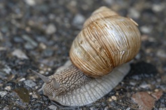 Vineyard snail (Helix pomatia) on the road, Bavaria, Germany