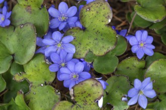 Liverwort (Hepatica nobilis), Bavaria, Germany