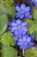 Liverwort (Hepatica nobilis), Bavaria, Germany