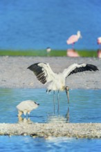 Wood Stork (Mycteria Americana) and Roseate Spoonbills (Platalea ajaja) fishing, Sanibel Island, J