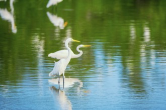 Great white egrets (Ardea alba) looking for food, Sanibel Island, J.N. Ding Darling National