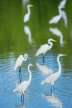 Great white egrets (Ardea alba) looking for food in a pond, Sanibel Island, J.N. Ding Darling