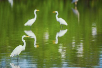 Great white egrets (Ardea alba) looking for food in a pond, Sanibel Island, J.N. Ding Darling