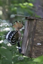 Hoopoe (Upupa epops) with captured mole cricket at the nesting box, Upper Spreewald, Brandenburg,