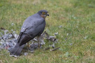 Sparrowhawk (Accipiter nisus), male plucks the bird he has just captured after a successful hunt in