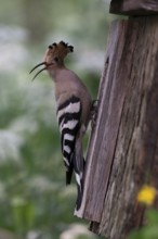 Hoopoe (Upupa epops) calling loudly at the nesting box, Upper Spreewald, Brandenburg, Germany