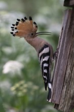 Hoopoe (Upupa epops) at the nesting box, Oberspreewald, Brandenburg, Germany