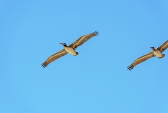 Brown Pelicans in flight, Orange County, California, USA, North America