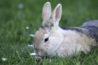 Rabbit (Oryctolagus cuniculus), portrait, lying, grass, cute, Easter, A brown rabbit lies relaxed