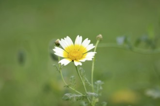 Glebionis coronaria, flower, white, yellow