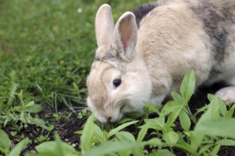 Rabbit (Oryctolagus cuniculus), Jerusalem artichoke, eat, cute, The rabbit eats the green leaves of