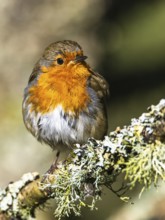 European Robin, Erithacus rubecula, bird in forest