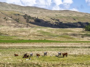 Cows on Farms over River Dochart, Road A85, Perthshire, Scotland, UK