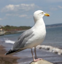 European Herring Gull, Larus argentatus, standing on sea wall above beach, Dawlish, south Devon,