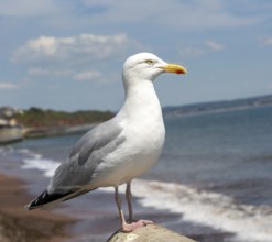 European Herring Gull, Larus argentatus, standing on sea wall above beach, Dawlish, south Devon,