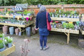 Woman looking at plants in garden centre, Suffolk, England, UK