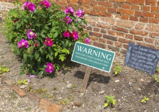 Creation of an Elizabethan style garden by volunteers at Framingham Castle, Suffolk, England, UK