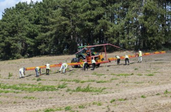 Team of foreign workers harvesting asparagus crop loading onto boxes on tractor boom, Suffolk,
