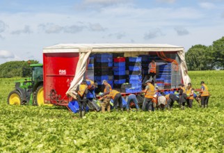 Team of foreign workers harvesting lettuce crop loading onto boxes on tractor trailer, Suffolk,