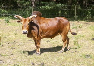 Zebu cattle bullock with horns and hump standing in field, Suffolk, England, UK