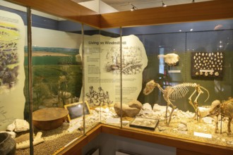 Neolithic archaeology exhibition inside Alexander Keiller Museum, Avebury, Wiltshire, England, UK -