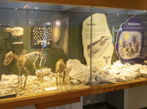 Neolithic archaeology exhibition inside Alexander Keiller Museum, Avebury, Wiltshire, England, UK