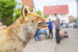 Close-up of a fox on a city street, with blurred background, family party in Neubulach, district of