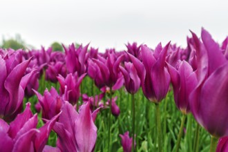 Pink tulips, dull spring weather, cloud cover, tulip field, Bollenstreek, South Holland,