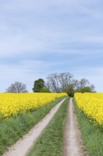 A yellow rape field with a dirt track, surrounded by trees and a blue sky with clouds, near