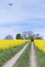 An aeroplane flies over a rape field with a dirt track in the middle. The sky is blue and slightly