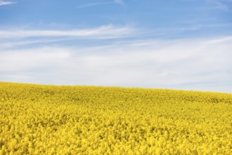 A seemingly endless field of rapeseed stretches under a clear blue sky on a sunny day, near