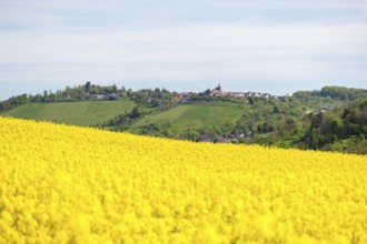 Wide rapeseed fields in front of a hilly village landscape, Bürg near Winnenden, Baden-Württemberg,
