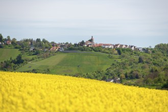 Rapeseed field in front of a hill with a small village in the background, Bürg near Winnenden,