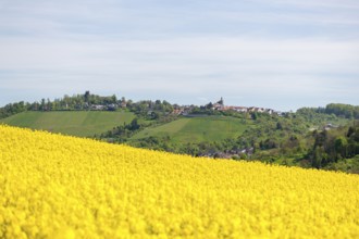 Rape field in front of a small village on a hill, Bürg near Winnenden, Baden-Württemberg, Germany