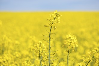 Close-up of a rape blossom in an endless yellow rape field, Baden-Württemberg, Germany