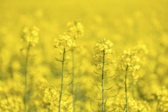 Several rapeseed flowers in a large, open field, Baden-Württemberg, Germany