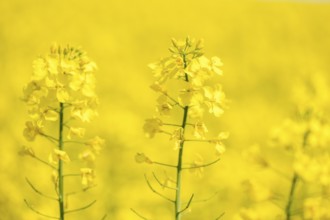 Two yellow rape blossoms in front of a blurred yellow background, Baden-Württemberg, Germany