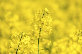 Close-up of dense, yellow rapeseed flowers in a shimmering field, Baden-Württemberg, Germany