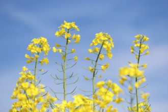 High rape blossoms under a blue sky, Baden-Württemberg, Germany