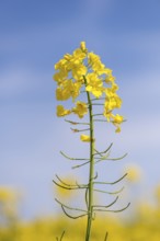 Yellow rape blossom rises against a clear blue sky, Baden-Württemberg, Germany