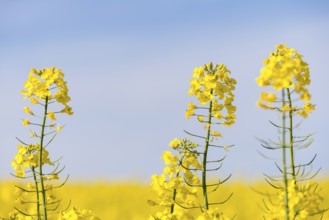 Rape blossoms bloom in close-up against a clear blue sky. Bright and calming mood,