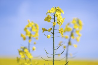 Detail of a rapeseed flower, in the background more flowers, Baden-Württemberg, Germany