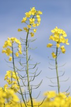 High rape blossoms in front of a blue sky, Baden-Württemberg, Germany