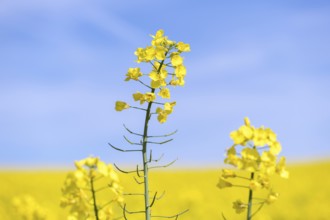 Clear rape blossom against a bright blue sky, Baden-Württemberg, Germany
