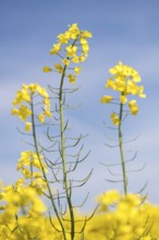 Two rapeseed flowers in full bloom against a blue sky, Baden-Württemberg, Germany