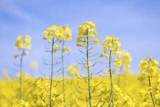 Yellow rape blossoms in front of a blue sky, Baden-Württemberg, Germany